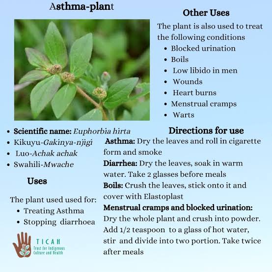 ononoherbals's tweet image. The asthma plant, also known as Euphorbia hirta, has many medicinal uses, including treating asthma and other respiratory conditions:

The asthma plant is used to treat asthma, bronchitis, and other respiratory conditions.
Other medicinal uses
The asthma plant is also used to…