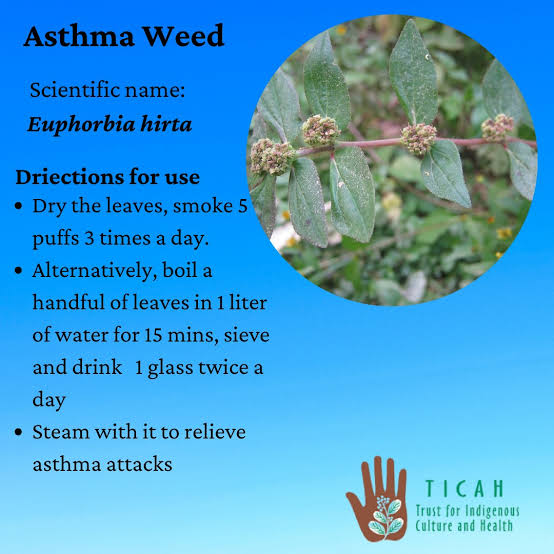 ononoherbals's tweet image. The asthma plant, also known as Euphorbia hirta, has many medicinal uses, including treating asthma and other respiratory conditions:

The asthma plant is used to treat asthma, bronchitis, and other respiratory conditions.
Other medicinal uses
The asthma plant is also used to…