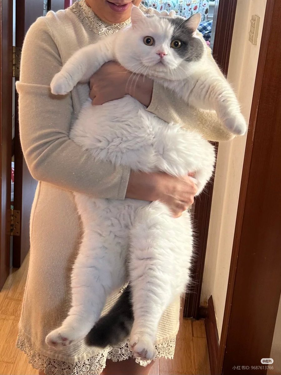 MEGA CHONK