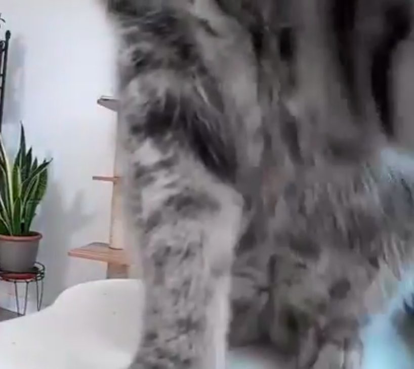 best dog content tweet media