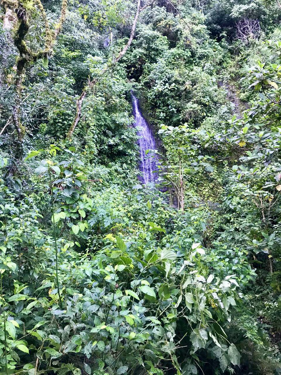 Firefly Shire 🌙✨ tweet media