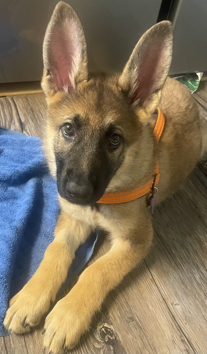 Crazy_Python25's tweet image. My babygirl Xena Halestorm is a pure bred German Shepherd and finally hit one year old. She’s an amazing girl and highly energetic. I’m just glad we got through the raptor phase. Happy Birthday!!