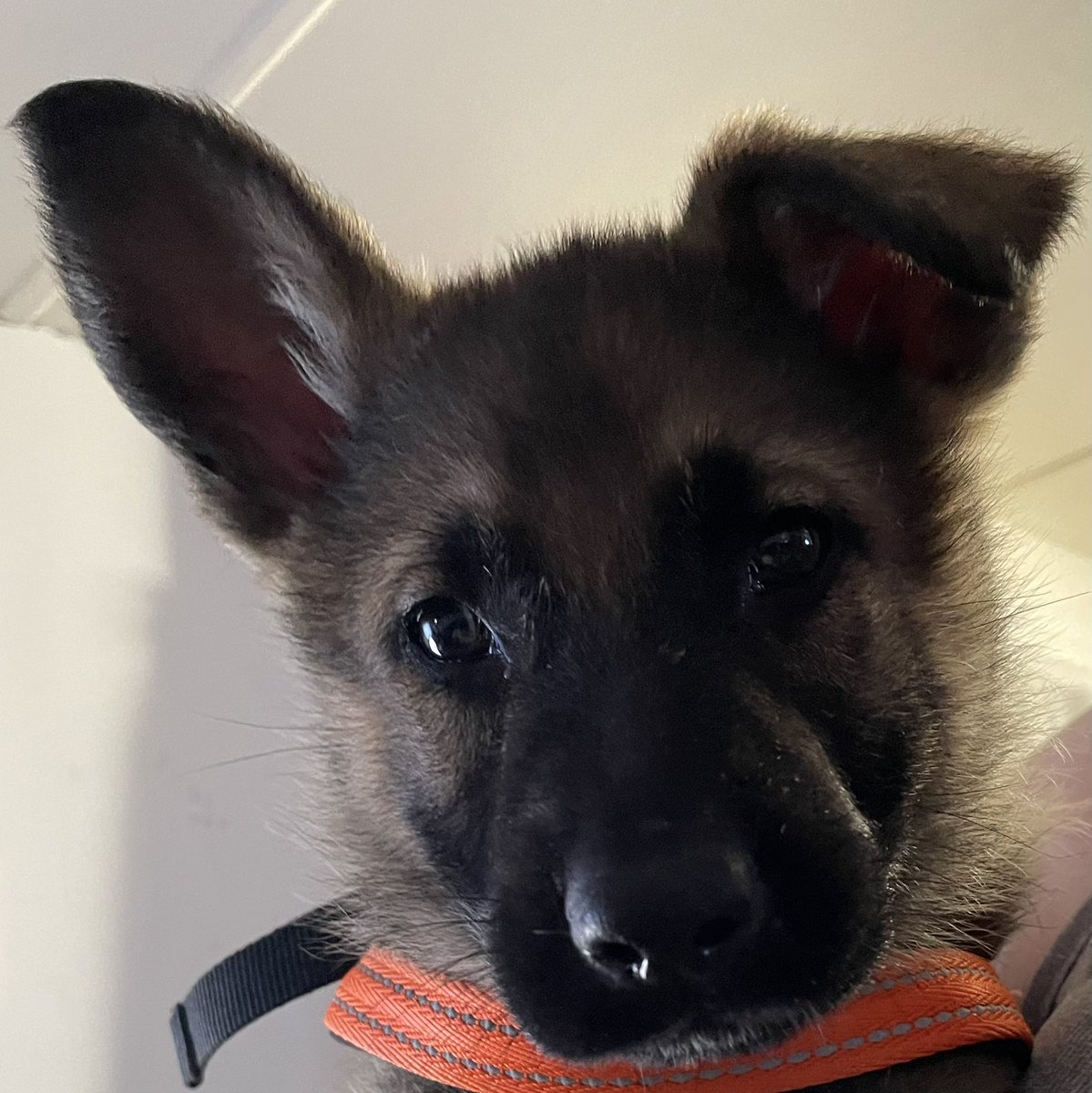 Crazy_Python25's tweet image. My babygirl Xena Halestorm is a pure bred German Shepherd and finally hit one year old. She’s an amazing girl and highly energetic. I’m just glad we got through the raptor phase. Happy Birthday!!