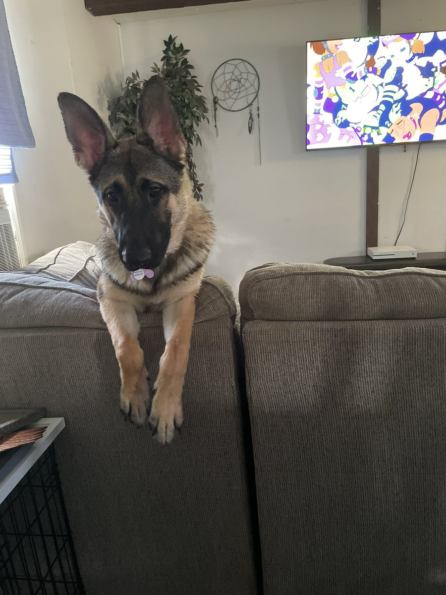 Crazy_Python25's tweet image. My babygirl Xena Halestorm is a pure bred German Shepherd and finally hit one year old. She’s an amazing girl and highly energetic. I’m just glad we got through the raptor phase. Happy Birthday!!