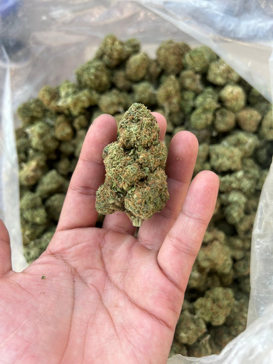 GangHaze53035's tweet photo. MAS MOTITA GRATIS 🤤

YA TE LA SABES 

♡ ETIQUITA A TUS AMIGOS PACHECOS 
♡ DA ME GUSTA 
♡ Y RTT 

A LOS 50 RTT SE VA OTRO KID 😮‍💨 https://t.co/d70OFsBvxK