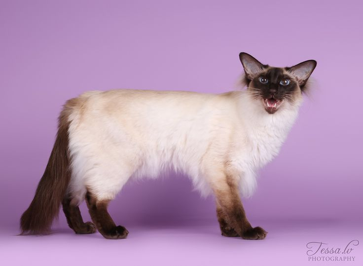 looking for cat refs and this guy is a sentient rectangle i love em