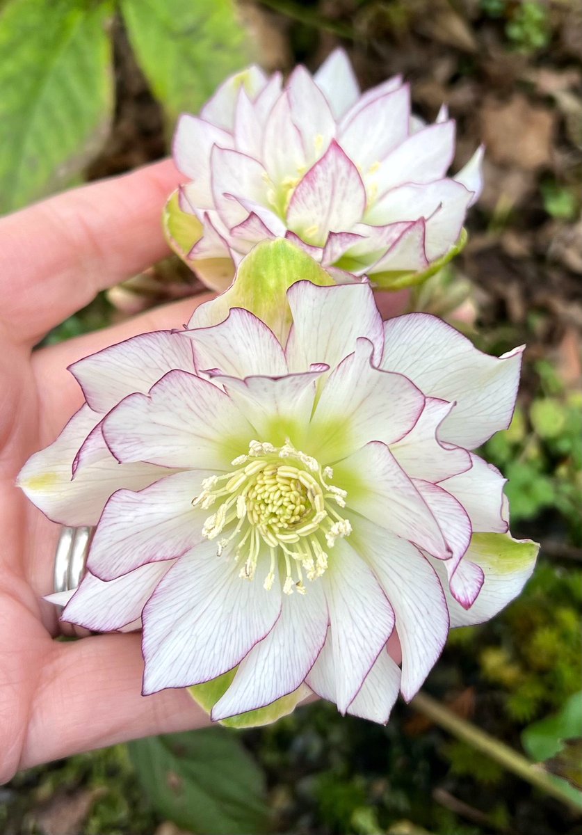 Sarah Parry tweet media