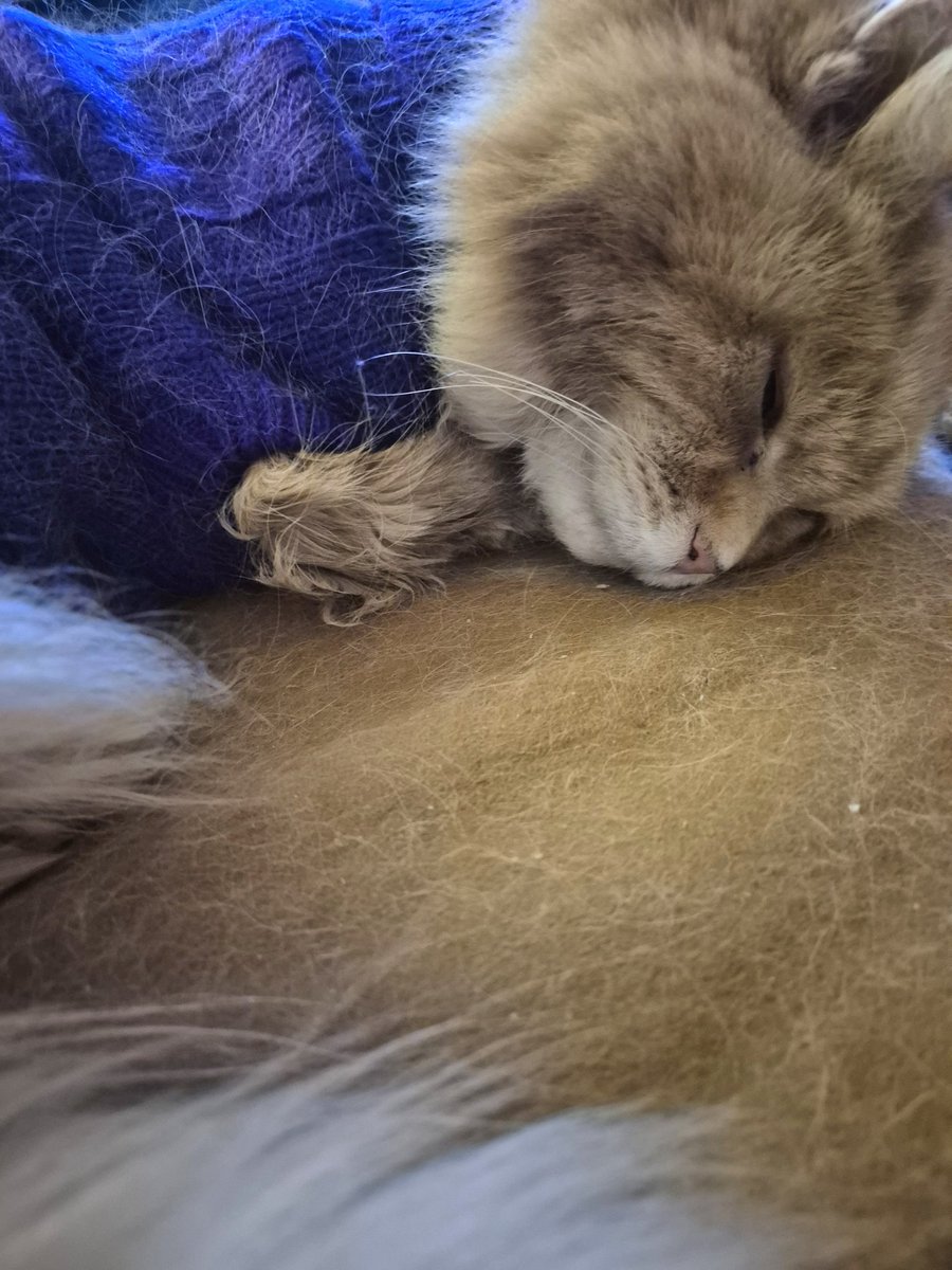REDSJEWELS1's tweet photo. 'Tuckered out after me big dinner..xxx' β€οΈβ€οΈ #Billcat #cats #CatsOfTwitter #CatsOnTwitter #CatsOfX #CatsOnX #CatsAreFamily #Hedgewatch https://t.co/ATen3J7jiW