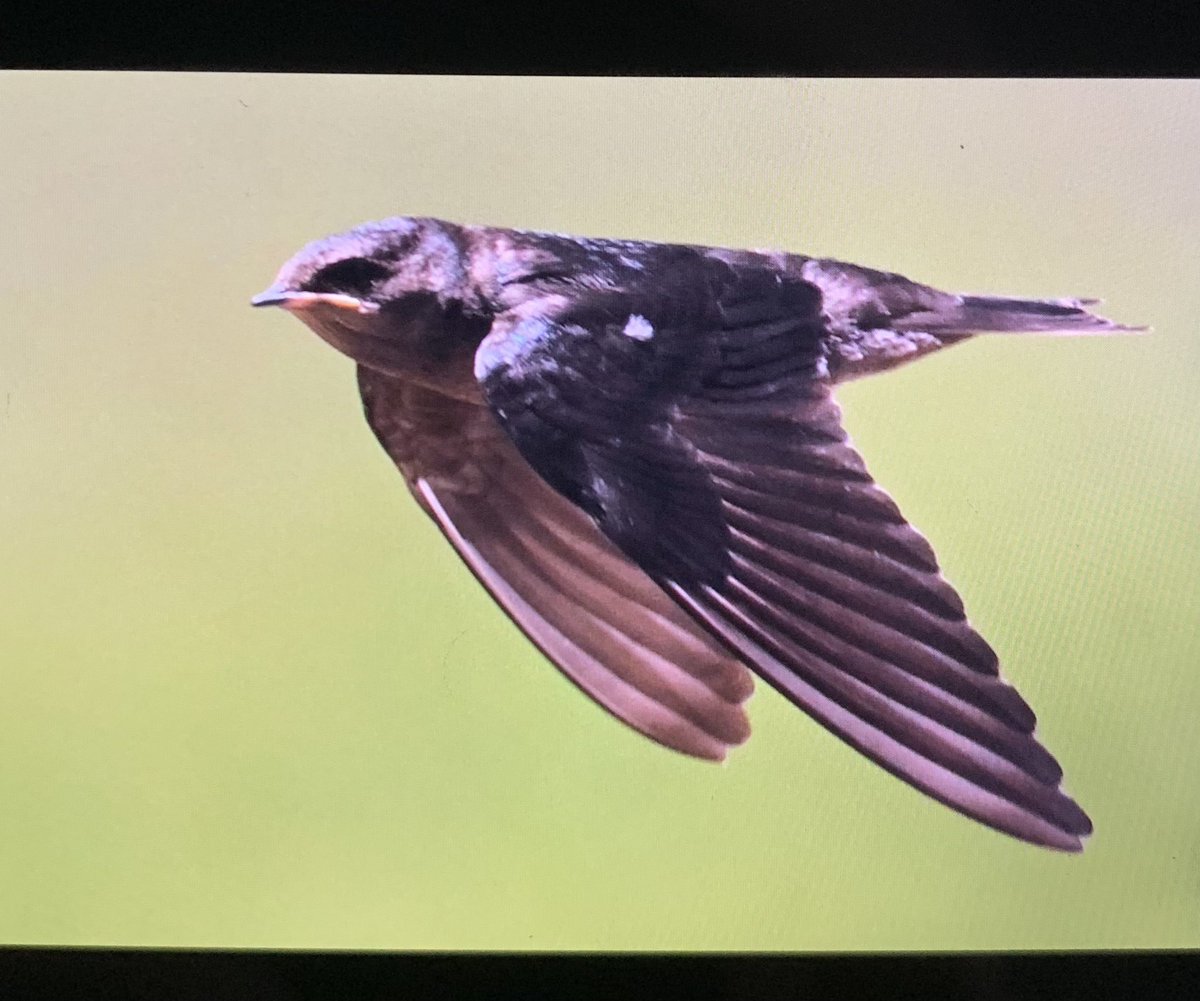 Popping by because today we had some incredible luck snagging a displaying pair of Secretarybirds AND the most insane mind-blowing encounter with the critically endangered Montane Blue Swallow (an entire family!!!) 

Crummy back of camera shots of mom, dad, and one of the babies!