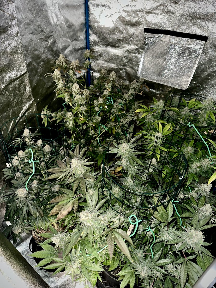 HighlyGanjanous's tweet photo. 4 of my caged keepers in 5 gallons in a 4x4.
Lots of colas but still doesnโt feel too cramped.
Slurricane
Heavenly Sativa
Mark MacGuire
True Love
#CannabisCommunity
#cagetraining
#dankbabe https://t.co/9tj5kIYJ9J