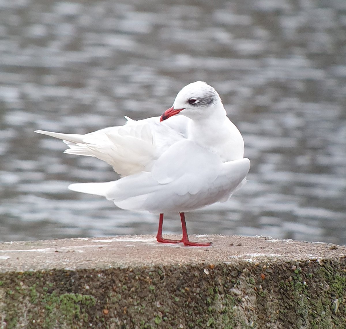 Phonescoped this Med Gull at Chew this afternoon