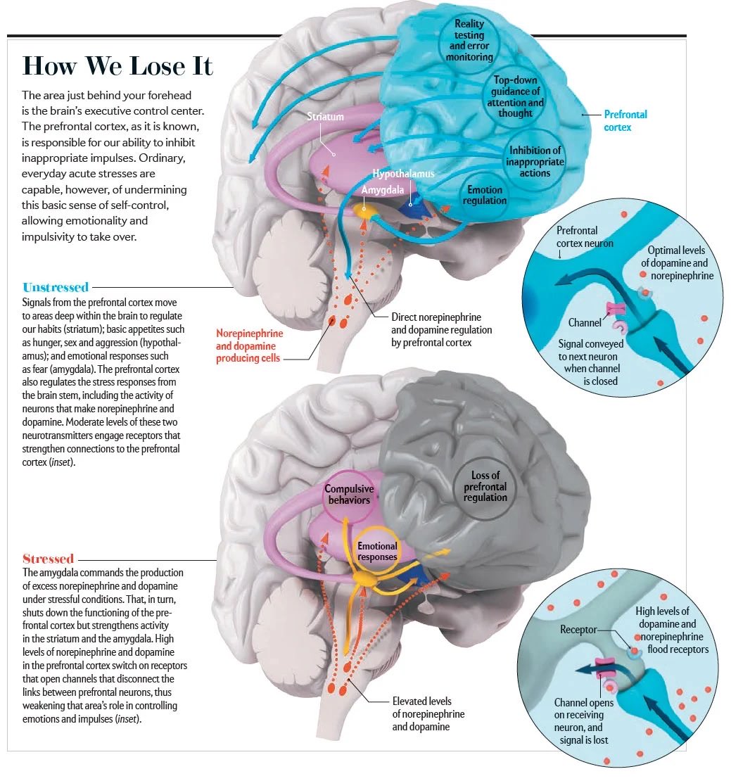 When someone explodes or loses it, they shift away from the controlled &amp; rational prefrontal cortex allowing even more impulsivity and emotionality to kick in.