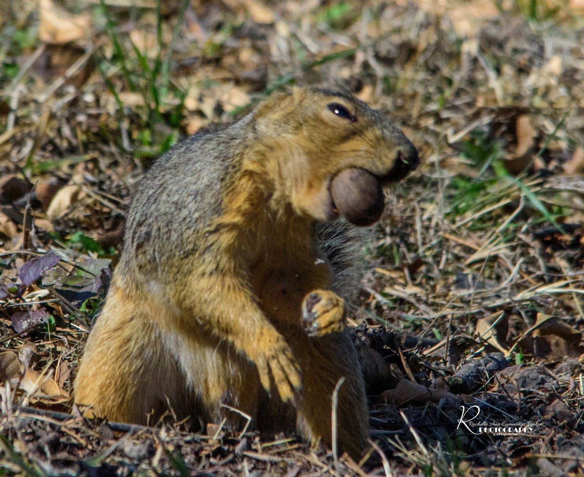 AWhisperInTime's tweet photo. Just a squirrel https://t.co/QXoUGR9N3r