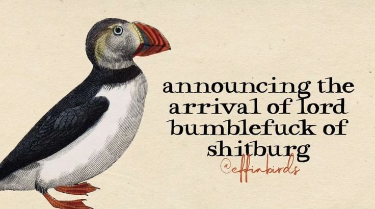 Meg Bailey ☘️🇮🇪☘️🇮🇪☘️ tweet media