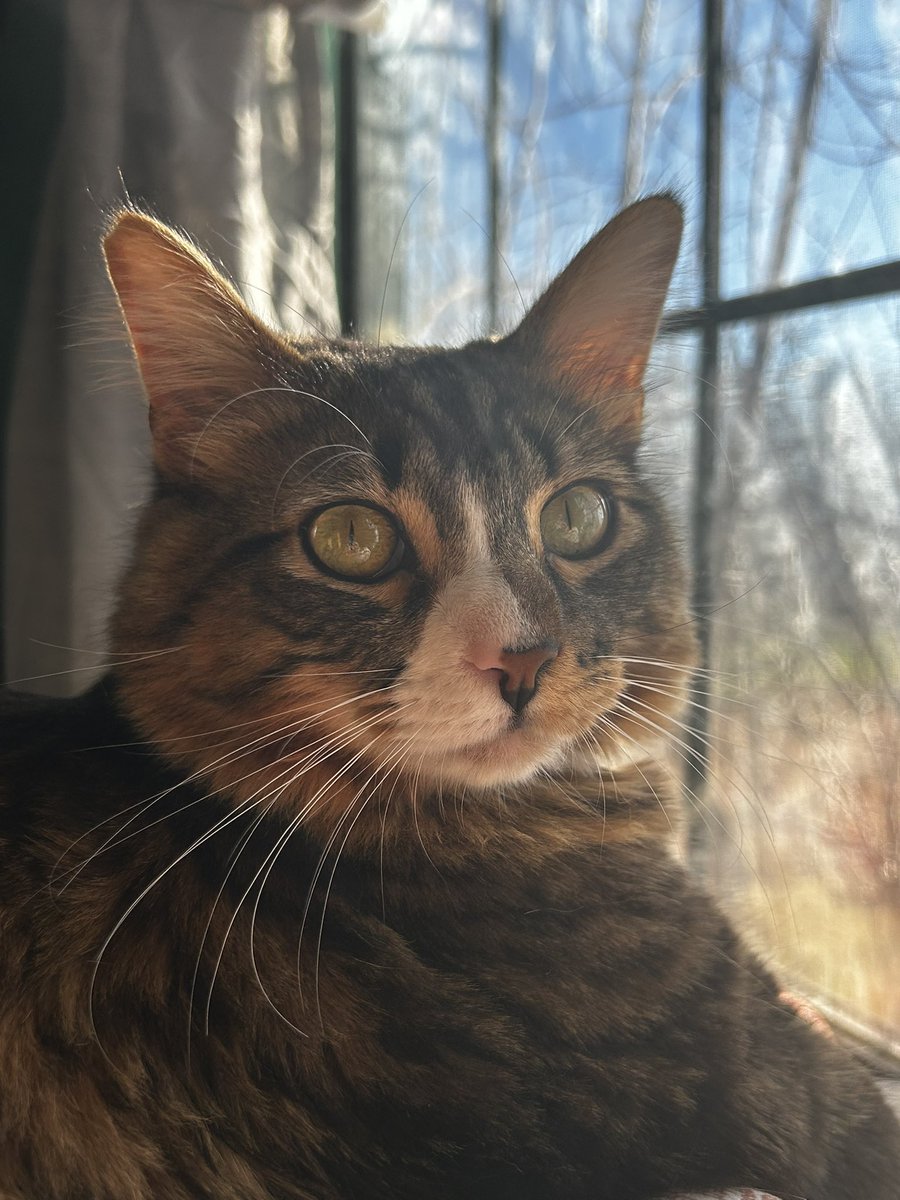 PrinceFinn23038's tweet photo. ☀️

#cat #catlover #cats #CatsOnTwitter #CatsOnX https://t.co/w77CNJrKAD