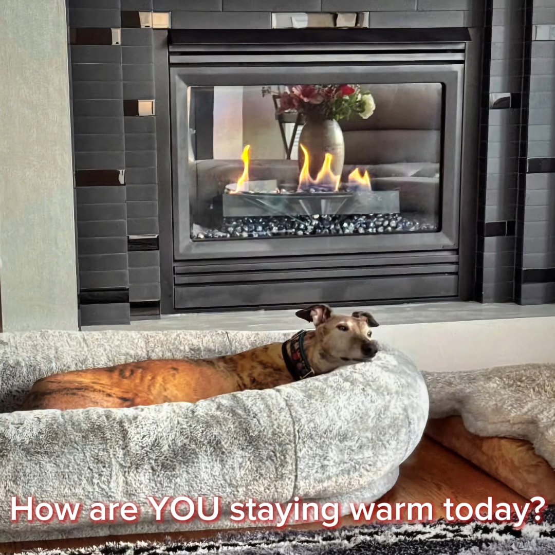 <a href="/gpamn/">GPA MN</a> How are you all staying warm right now in this brutal cold snap? Show us your snuggly snoozers, your fireside fuzzy friends, your bundled-up buddies! 🤩🔥

#gpaminnesota #greyhoundpetsofamerica #greyhoundadoption #greyhoundsofinstagram  #greyhoundsofbluesky