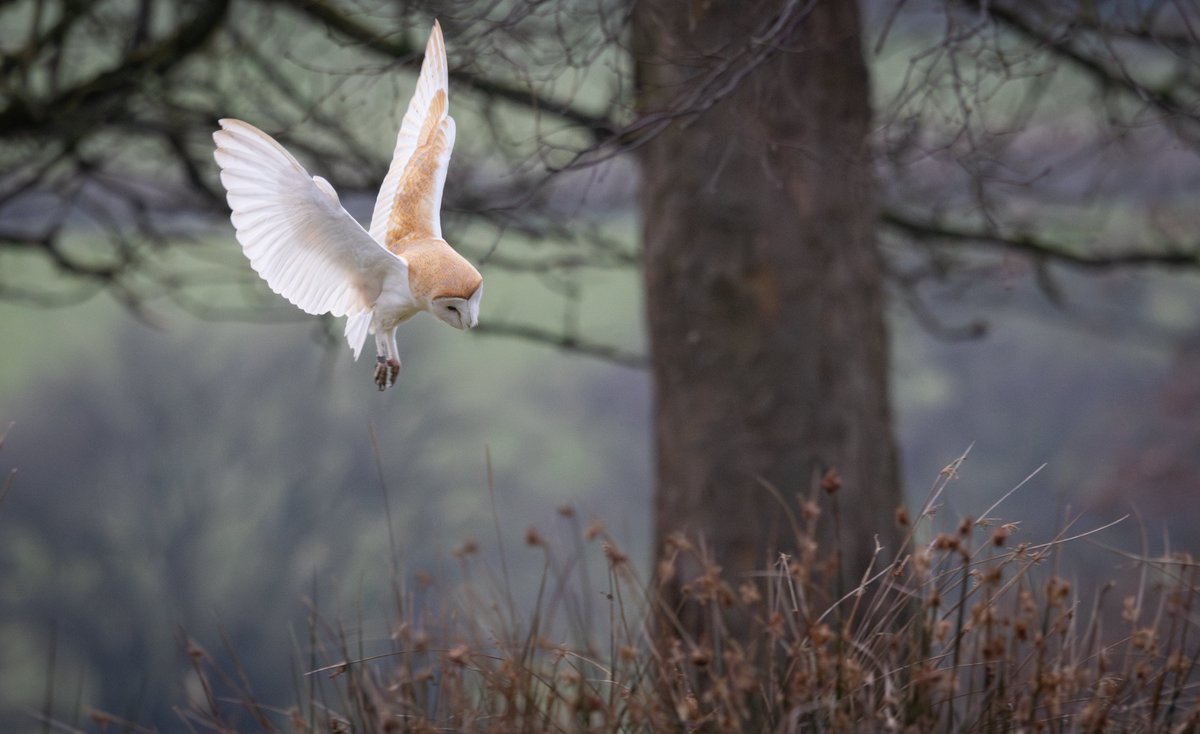 Another different local patch Barn Owl. This one is sporting a BTO ring on its right leg.
