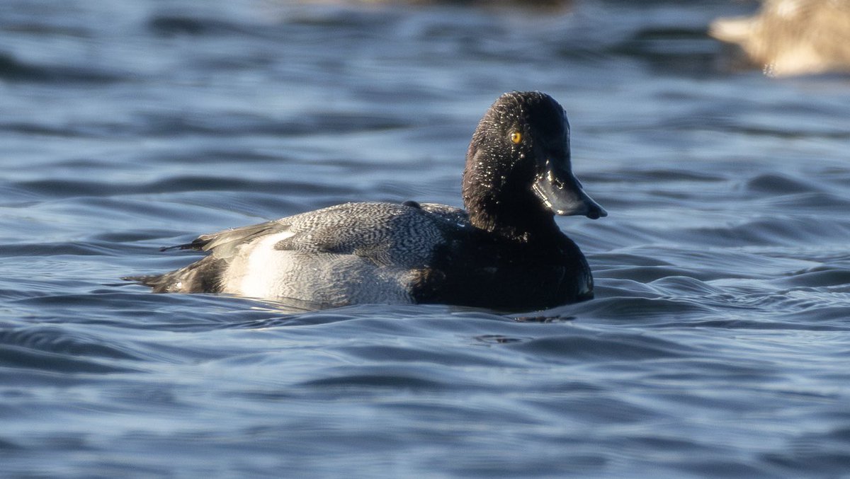 Scott Usher (@sstanpit) on Twitter photo Couple of images taken last week of the Lesser Scaup on the Hampshire Dorset border which is now residing at Longham Lakes Dorset @birdguides <a href="/HOSbirding/">Hampshire Ornithological Society</a> <a href="/DorsetBirdClub/">Dorset Bird Club</a> Couple of images taken last week of the Lesser Scaup on the Hampshire Dorset border which is now residing at Longham Lakes Dorset @birdguides <a href="/HOSbirding/">Hampshire Ornithological Society</a> <a href="/DorsetBirdClub/">Dorset Bird Club</a>