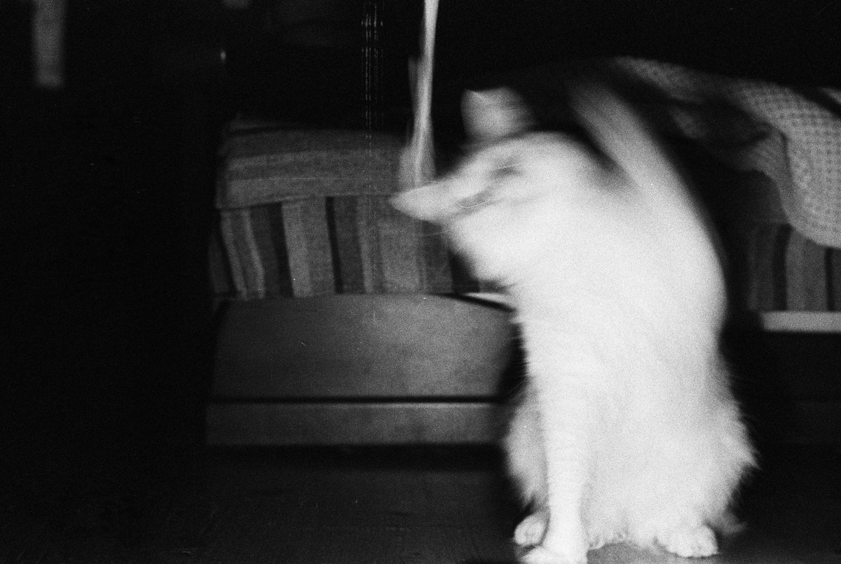 Nina Shambambykli tweet media