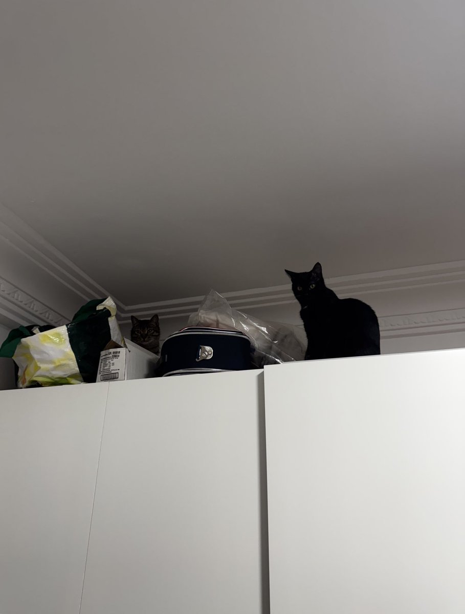 lauraapalos's tweet photo. Llevo 30 minutos buscando a los gatos al borde del infarto https://t.co/HxkwnqFsX3