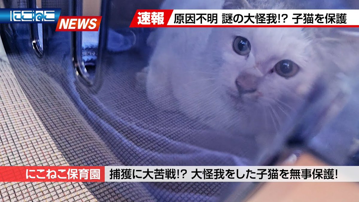 MeowMoeDotCom's tweet photo. 【にこねこ速報】後ろ足を引きずっている子猫を緊急保護しました
https://t.co/tbNYgVJrB8
#にこねこ #ネコ #子猫保護 #子猫保護 #Cat #Neko #ProtectedCat #ねこ #保護猫 #子猫 #捨て猫 #猫 https://t.co/3VARqeiUgj