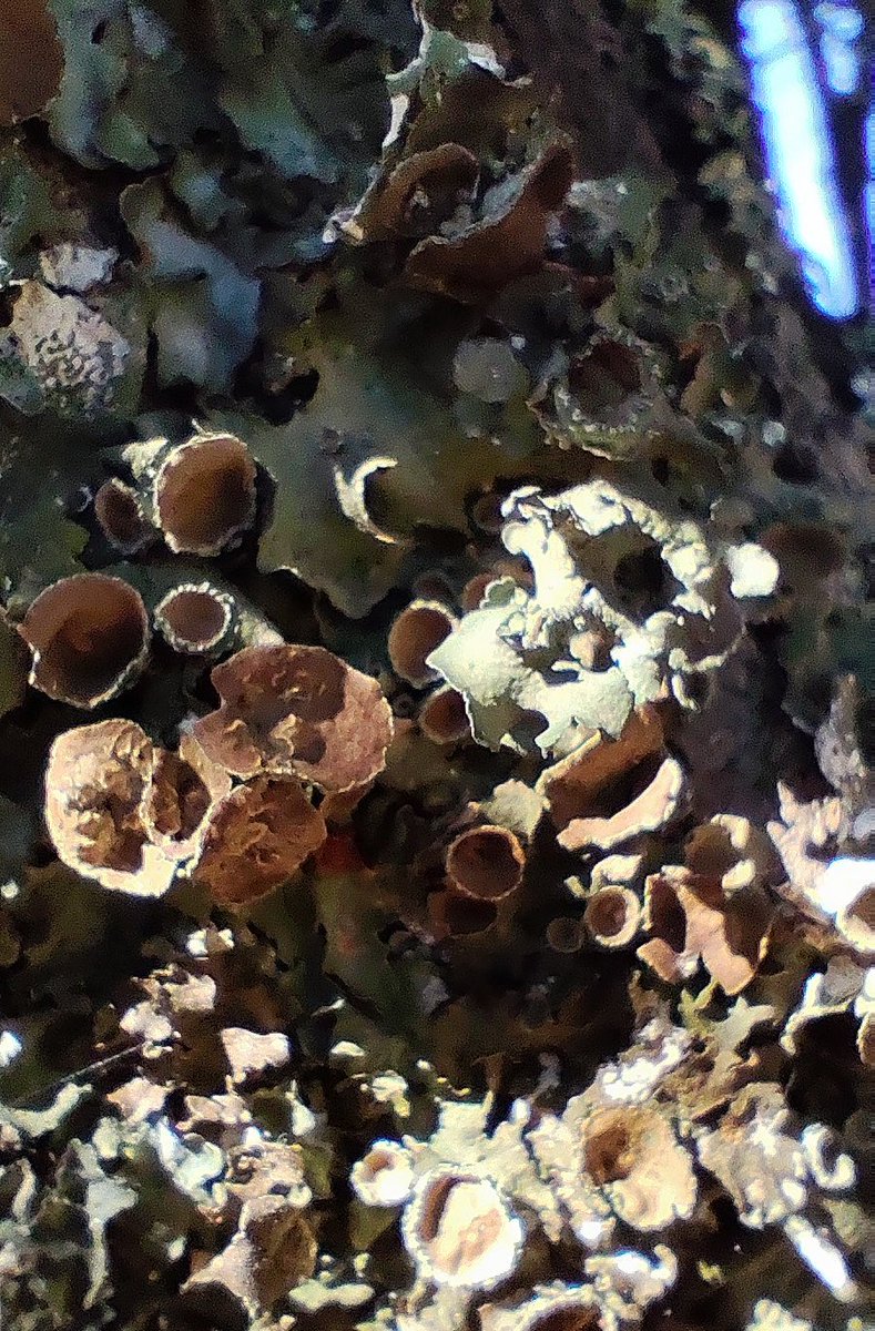 ΕΛΕΝΑ ⏳ (@elenadicanea) on Twitter photo 