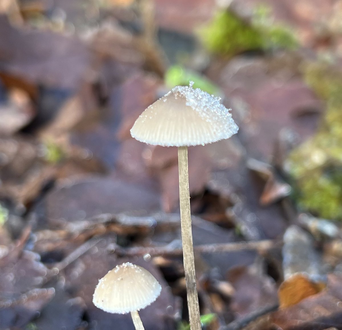 Frost on mushroom caps in the forest.