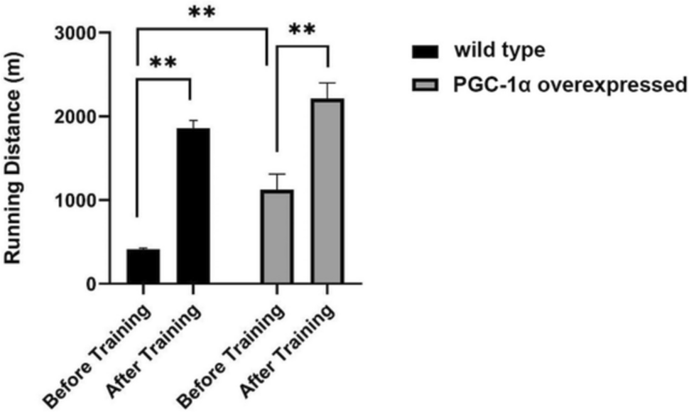 JPBY_official's tweet photo. PGC-1α activation boosts exercise-dependent cellular response in the skeletal muscle
@GUMedGdansk @Ningbo_Uni @waseda_univ #Skeletal_muscle #PGC-1α_overexpression #Exercise #Mitochondrial_function #Lipid_Metabolism
https://t.co/A5IfLfyU9f https://t.co/QLHA0egYKP