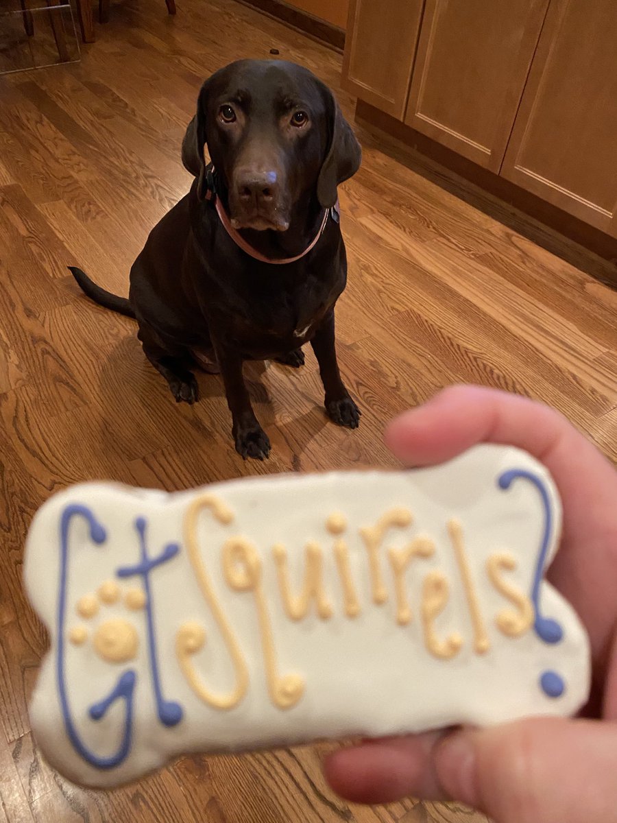 CrowsFeetBlog's tweet image. Five years ago today, we walked into a humane society with a plan to adopt a German Shepherd and walked out with this gorgeous mama dog, whose puppies had already been adopted out. Happy #GotchaDay to our beautiful baby! #NoRegrets #ILoveMyDog #LabradorRetreiver #AdoptDontShop