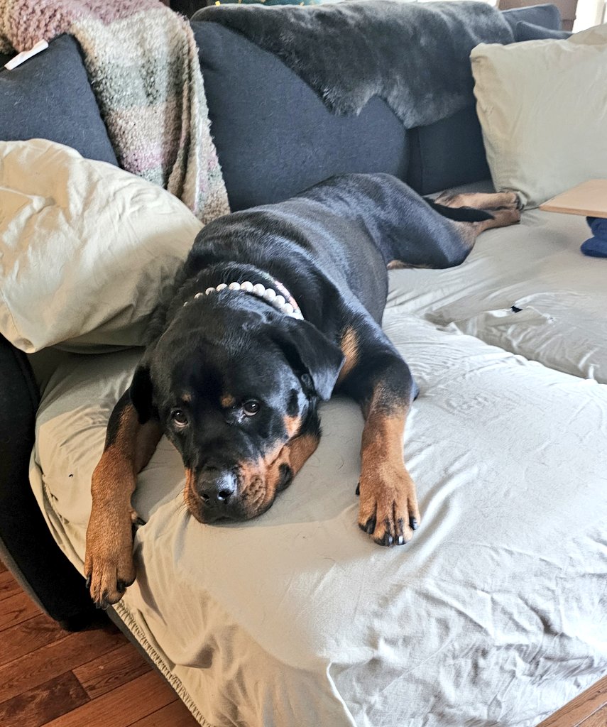 Team Servicerottie🇨🇦🐕🦺🦽 tweet media