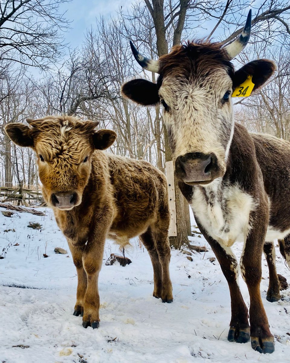 hawkridgefarm's tweet photo. Baby bull calf Suede, posing as a teddy bear, with mama Sparrow, the #speckpark #cow. https://t.co/H2peTNbf1O
