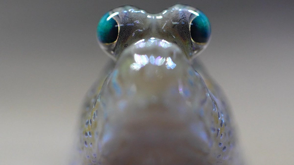 mudskipper_ike's tweet image. おはようございます🙂‍↕️
今日のトビハゼは、
左右ウインク・まばたきの瞬間😉
