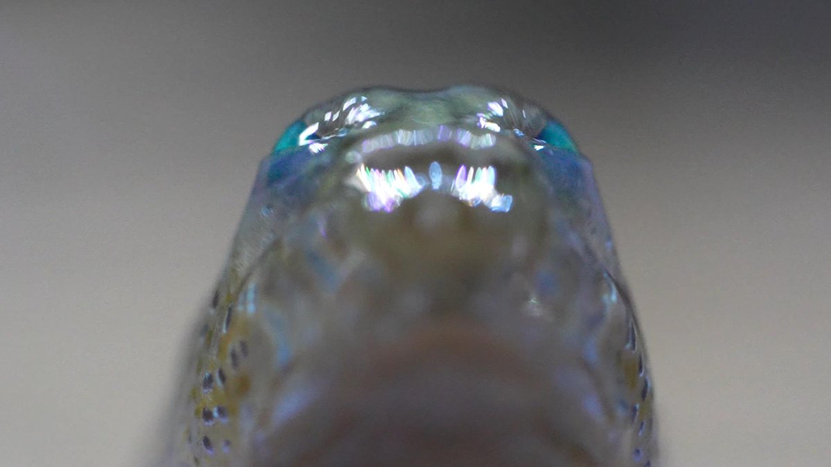 mudskipper_ike's tweet image. おはようございます🙂‍↕️
今日のトビハゼは、
左右ウインク・まばたきの瞬間😉