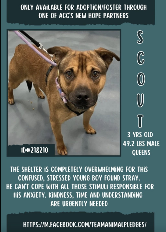BeeDoDoobieDo's tweet photo. 🆘🆘Scout is on the #AtRiskList - can be killed if a foster or adopter doesn't step up SOON🆘🆘 https://t.co/srHqXbKX7R