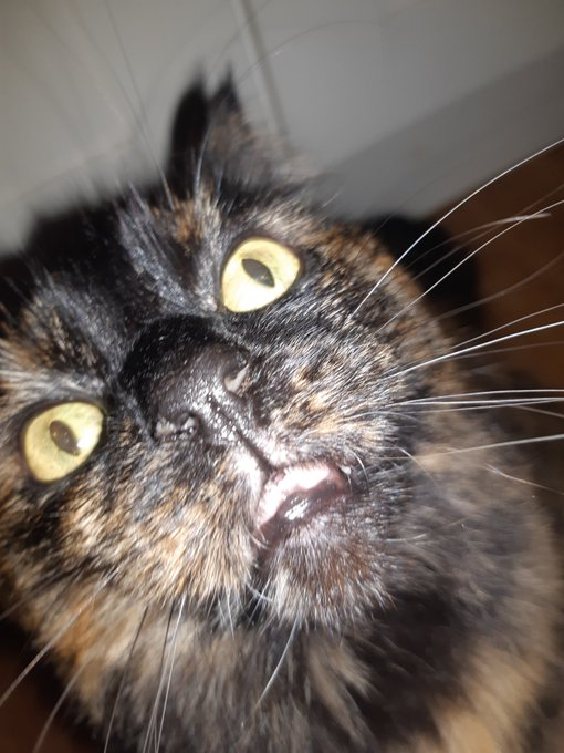 CatsWhichAreAbnormallyCloseToCameras tweet media