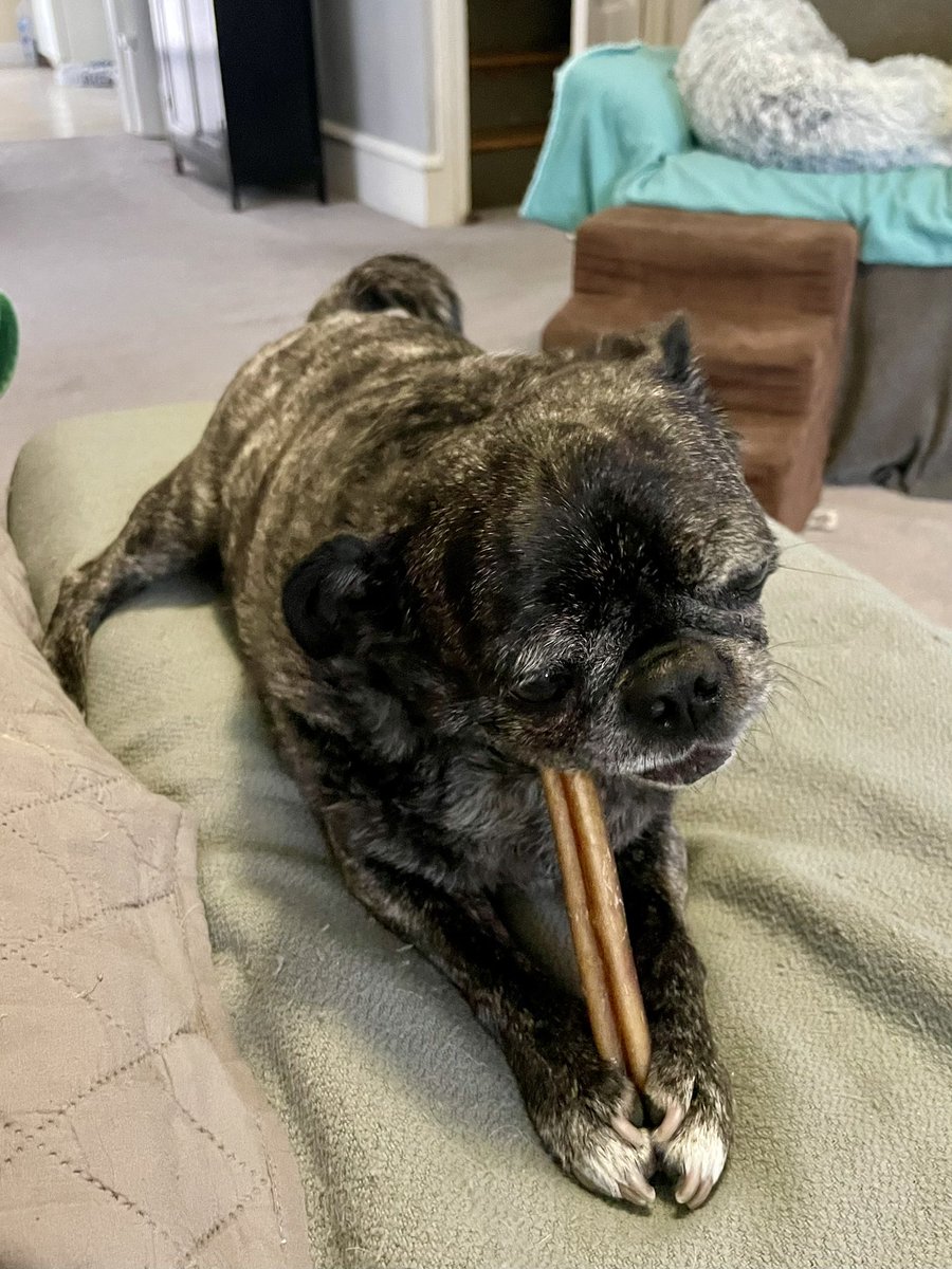 DeiselPepSkip's tweet image. We’re not worried about the snow outside. We will be hiding indoors all comfy with our bully sticks. #pugs #pugsoftwitter