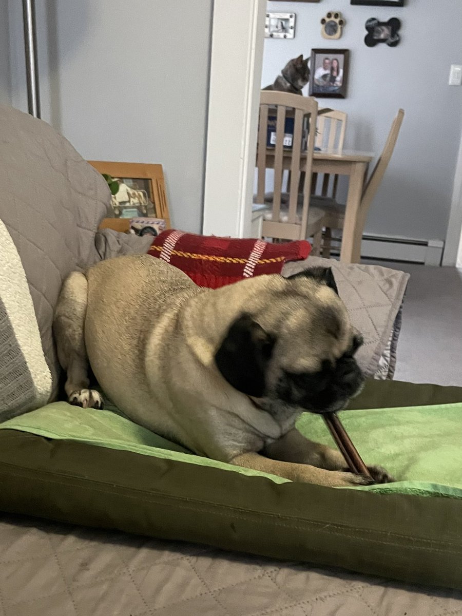 DeiselPepSkip's tweet image. We’re not worried about the snow outside. We will be hiding indoors all comfy with our bully sticks. #pugs #pugsoftwitter