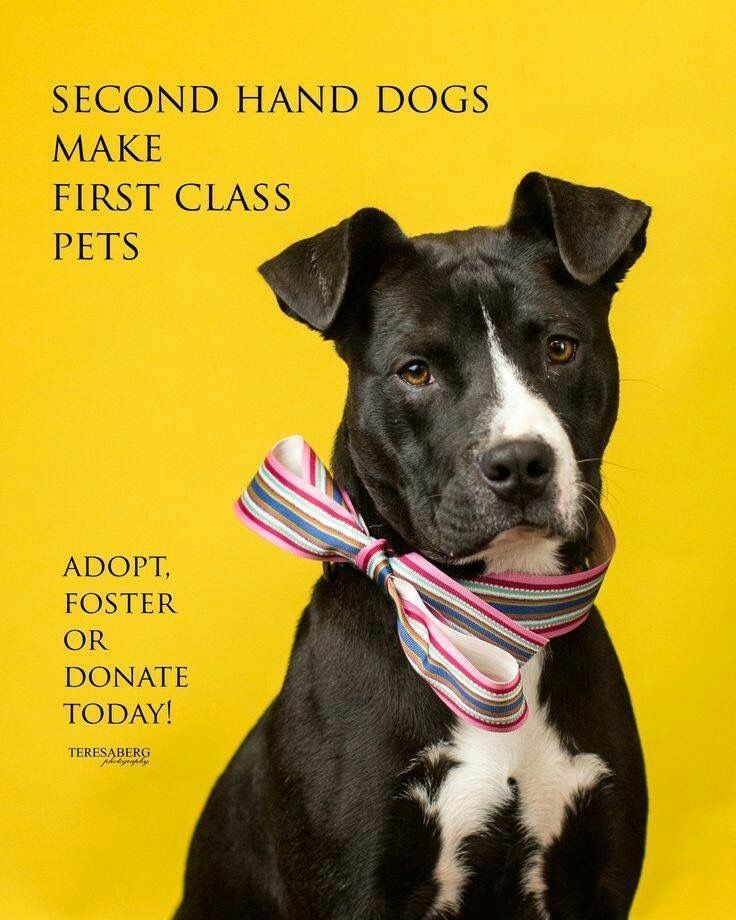 ShadowDogDesign's tweet photo. Second hand #dogs make first class #pets. #Adopt, foster or donate today!
#Dog #AdoptDontShop #AdoptAFriend #FirstClassFriend #GoodDog #LoveDogs #BestFriend #DogsAreLove https://t.co/tth3UPM913