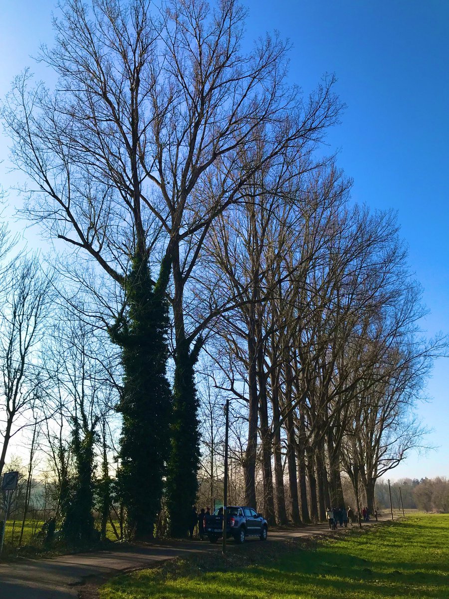 UK250463's tweet photo. Even Jesus can’t save those old trees. They will soon suffer the same faith as their fellow neighboring trees. Felled. Sudden death. No shadow anymore. No wind barrier. No home for birds and insects. 🤬
#Augsburg #poplar #tree #Hessing #Streetphotography https://t.co/RS0bWpOipD