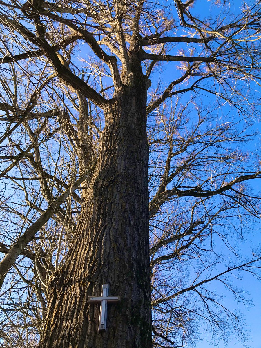 UK250463's tweet photo. Even Jesus can’t save those old trees. They will soon suffer the same faith as their fellow neighboring trees. Felled. Sudden death. No shadow anymore. No wind barrier. No home for birds and insects. 🤬
#Augsburg #poplar #tree #Hessing #Streetphotography https://t.co/RS0bWpOipD