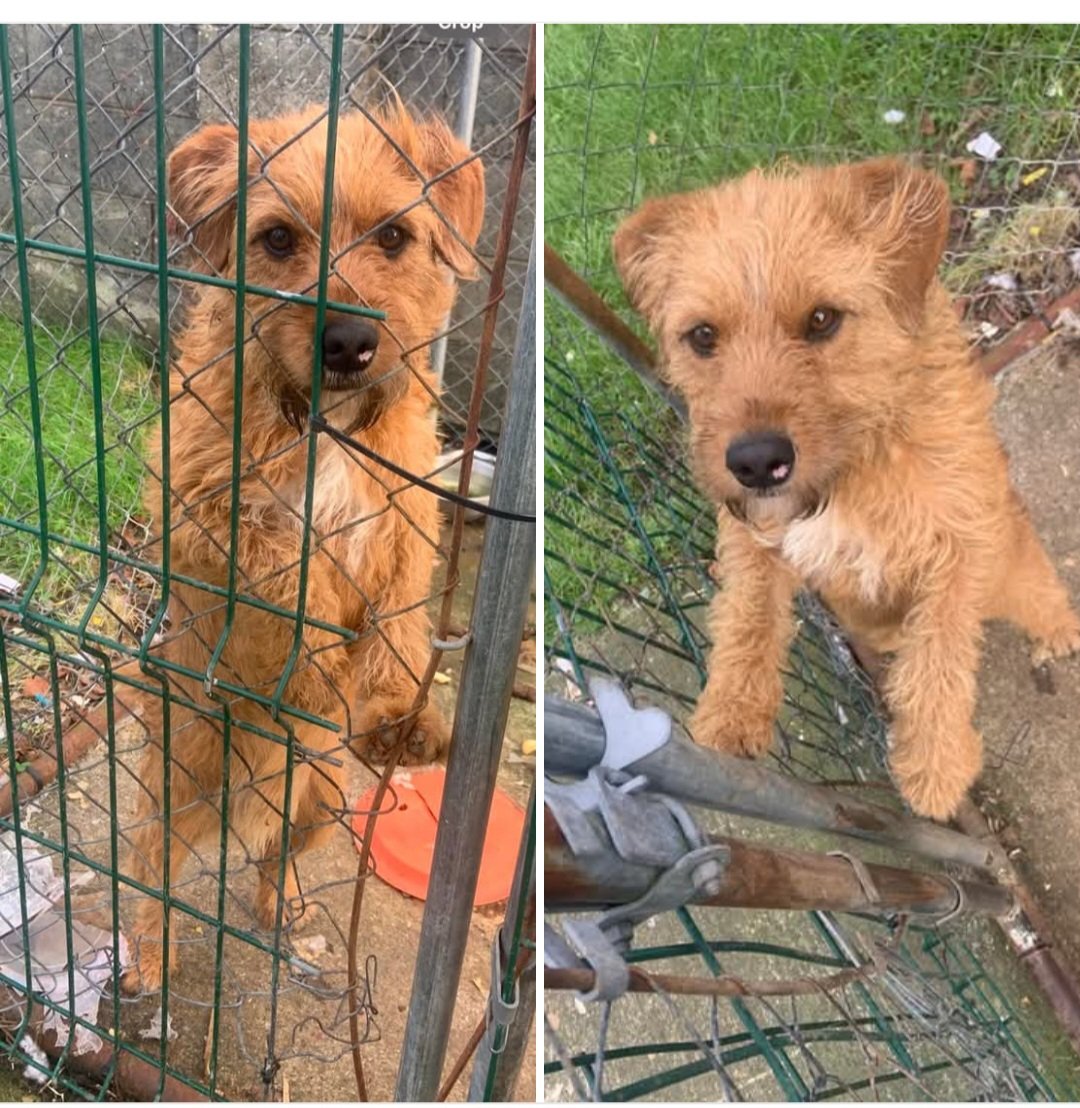 catlowry54's tweet photo. A kind family found this #dog in #Clare &amp; no owner has been found. They can't hold onto this lovely dog... no chip... if anyone can help please dm... and please share incase someone is looking but looking highly unlikely now...thanks https://t.co/efej6CsIXe