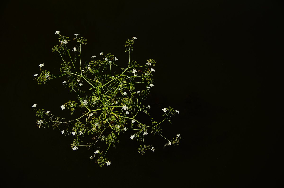 cabline1 tweet media