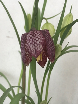 MarjorieOrr tweet media