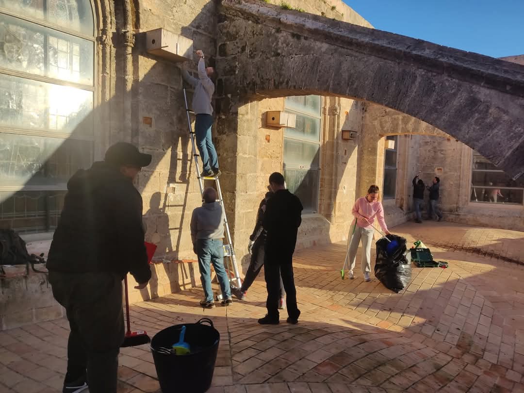 Los #cernicalosPrimillas están empezando a volver de África y no pierden el tiempo en sus cuestiones amorosas. Mientras el #voluntariado de nuestra asociación se afana en la limpieza y cuidado de sus nidales, y ya que estamos de mantenimiento de los edificios donde se reproducen