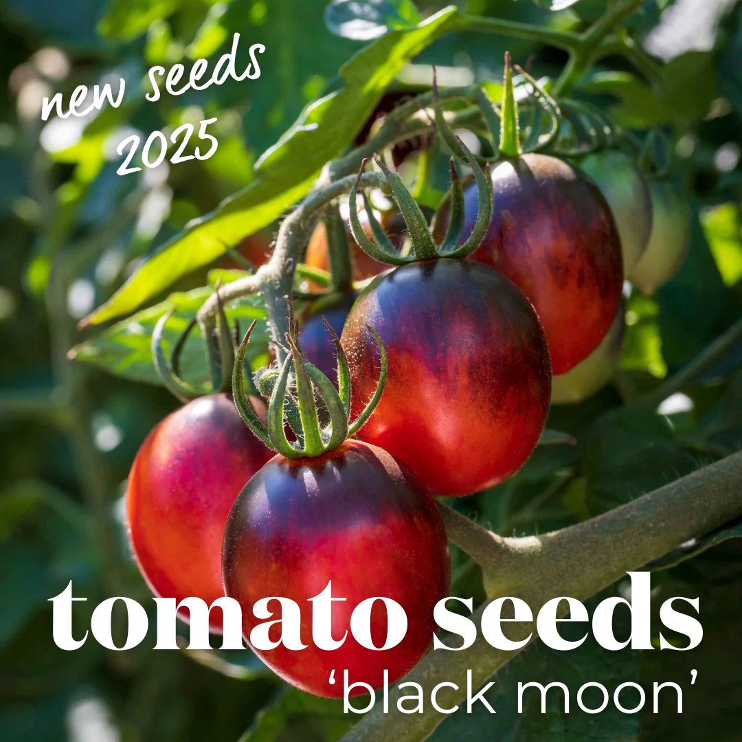 Meet Tomato ‘Black Moon’, the striking variety that’s as delicious as it is unique.

👉 Order your seeds now and make your garden a culinary delight in 2025! bit.ly/4a6f488

#TomatoBlackMoon #NewFor2025 #GrowYourOwn #KitchenGarden #MarshallsGarden