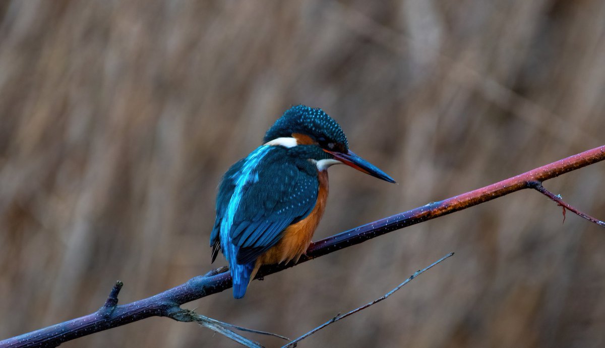 Smashing female Kingfisher at St Aidan's yesterday 🙂