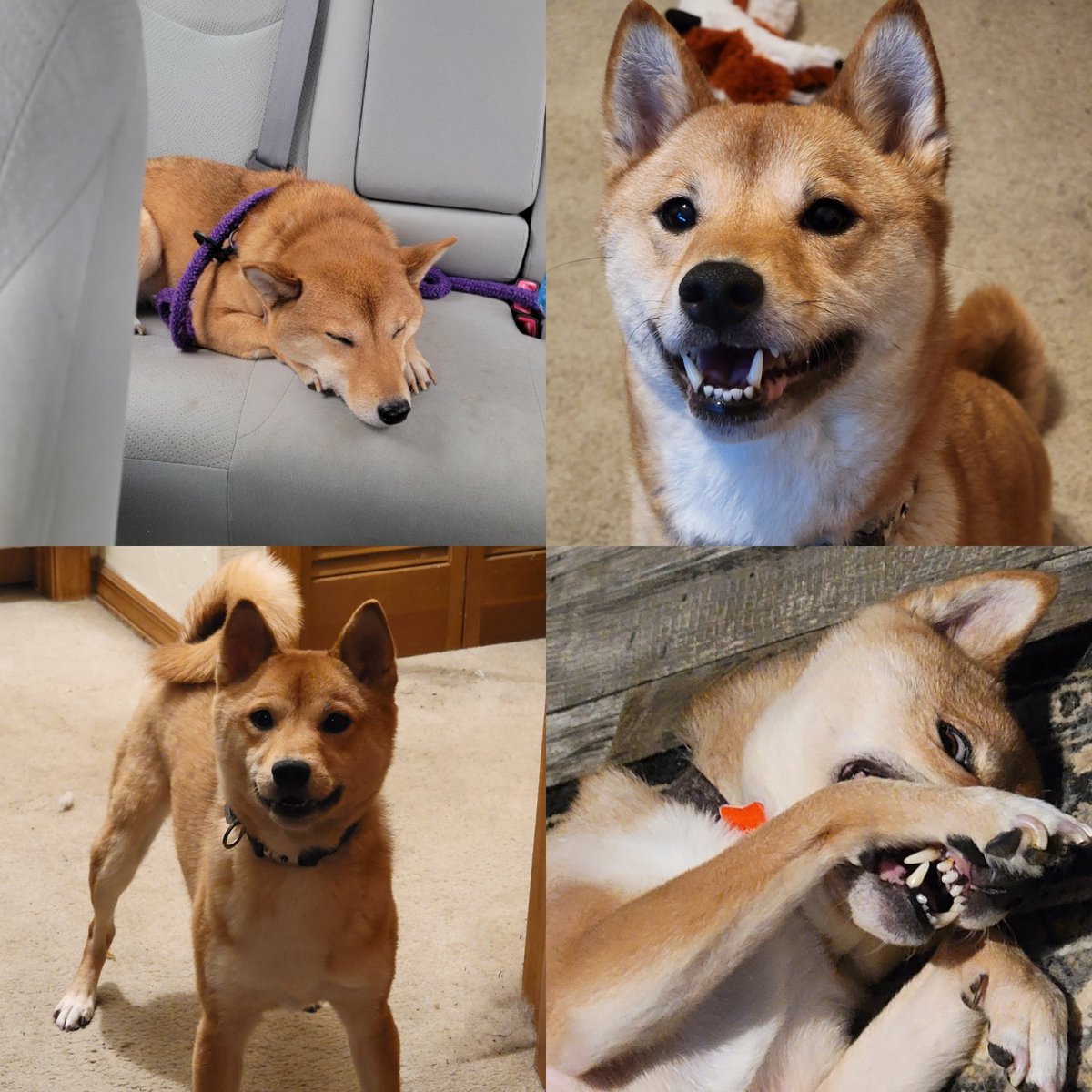 Kitsune has a mass in her tail.
It's categorized as a soft tissue neoplasm, in a group like nerve sheath tumors, fibrosarcomas, etc. Testing after surgery will tell exactly what it is.
Hoping we can get this whole thing removed, save her tail in the process, and be done with it.