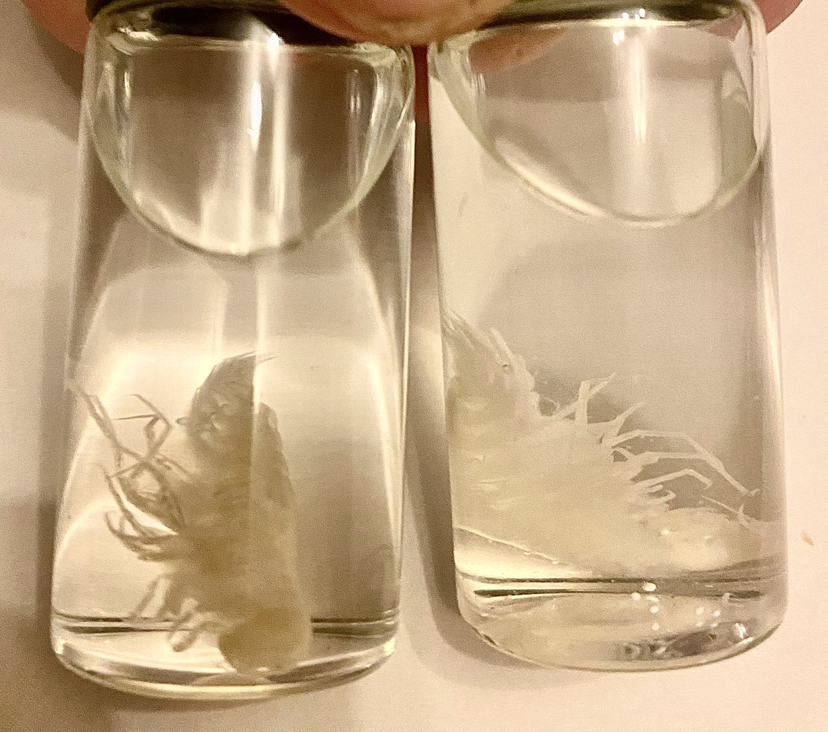 Andrew Taylor FLS FBNA tweet media