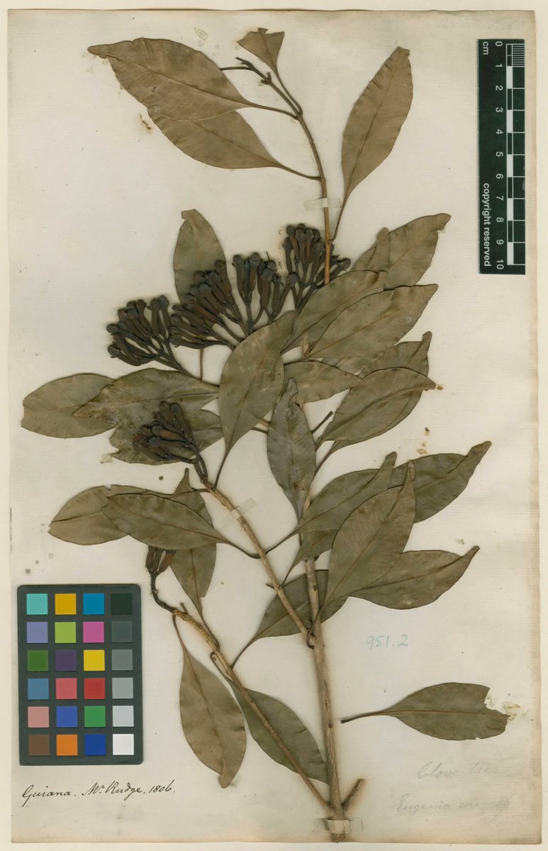 Plant Humanities UK (@planthums_uk) on Twitter photo Kadeem Oak: PRESSED FLOWERS of the EMPIRE - film screening event <a href="/SomersetHouse/">Somerset House</a> 6 Feb 2025 18.45 GMT + DJ Lamin Fofana + #ethnobotanist Jonn Gale. Book: somersethouse.org.uk/whats-on/home-… @KewScience @Kew_LAA <a href="/RHGeoHumanities/">RHUL GeoHumanities</a> <a href="/LinneanSociety/">The Linnean Society of London</a> Kadeem Oak: PRESSED FLOWERS of the EMPIRE - film screening event <a href="/SomersetHouse/">Somerset House</a> 6 Feb 2025 18.45 GMT + DJ Lamin Fofana + #ethnobotanist Jonn Gale. Book: somersethouse.org.uk/whats-on/home-… @KewScience @Kew_LAA <a href="/RHGeoHumanities/">RHUL GeoHumanities</a> <a href="/LinneanSociety/">The Linnean Society of London</a>