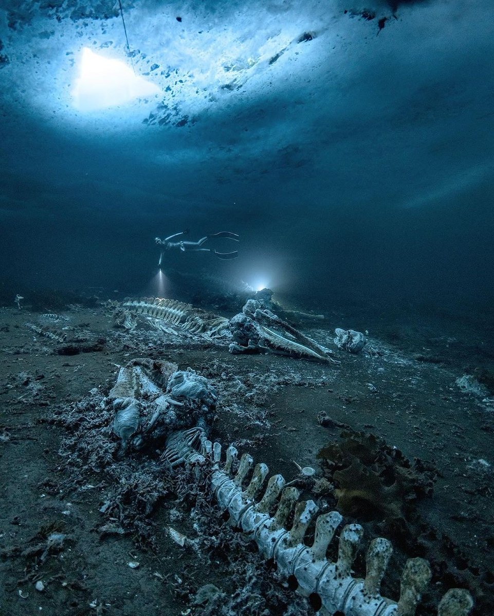 9. Anna Von Boetticher glides beneath nearly 3 feet of Greenland's pack ice, exploring the depths of a whale graveyard. 

This remarkable scene was captured in an award-winning photograph by Alex Dawson.